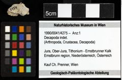 Foto (Objekt + Etiketten) von Decapoda indet. 